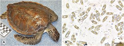 Caryospora-Like Coccidia Infecting Green Turtles (Chelonia mydas): An Emerging Disease With Evidence of Interoceanic Dissemination